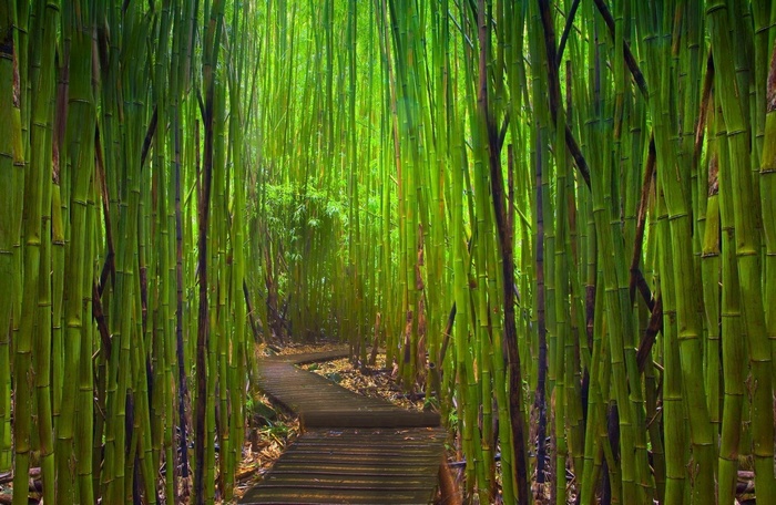 A wooden pathway through a dense bamboo forest