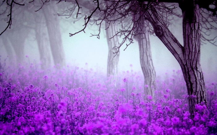 flowers, mist, nature, trees