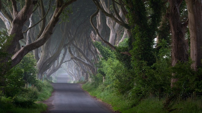 A misty road lined with ancient trees