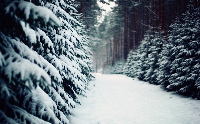 Snowy forest path with pine trees