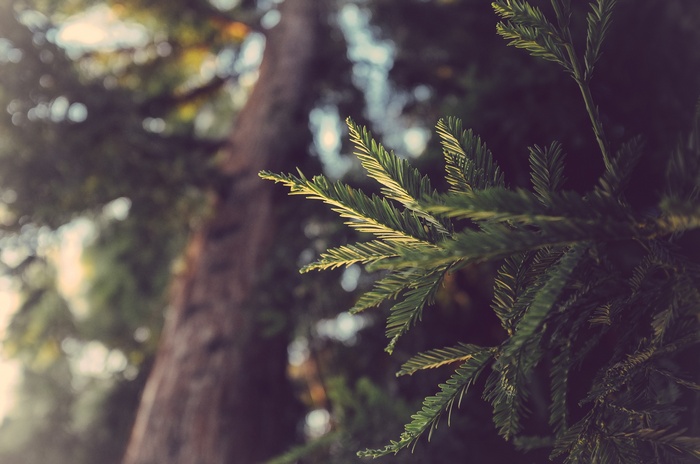 Close-up of conifer needles with redwood tree in background