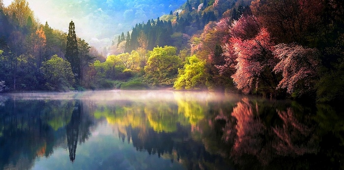 Misty Lake Reflection in Spring Forest, South Korea