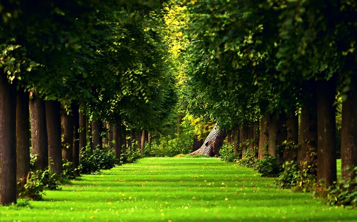 A tree-lined path through a green forest