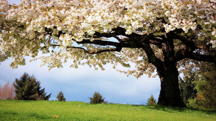 Large blooming tree in a grassy field