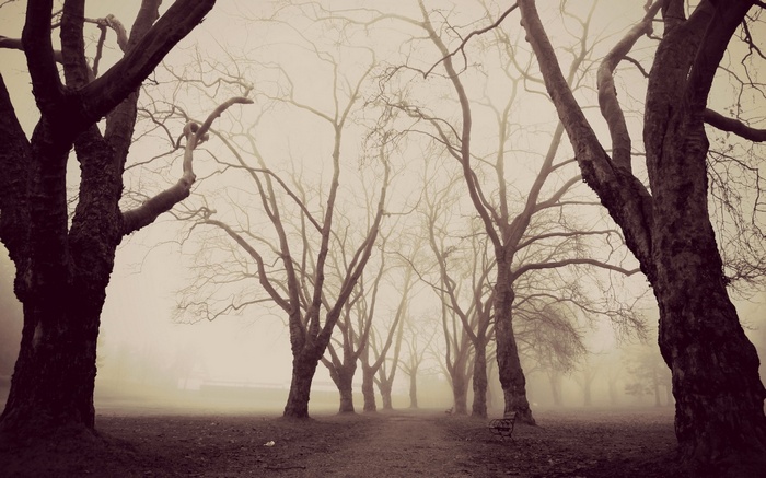Bare trees in a foggy park with a path and bench