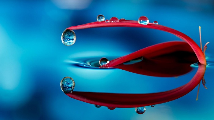 Red flower petal with water drops on blue background