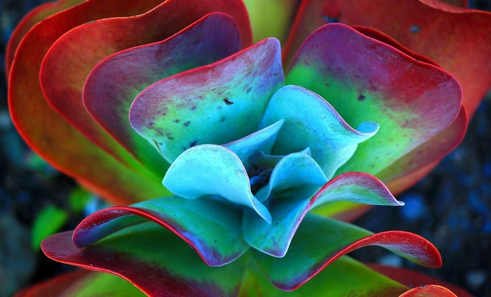 Macro view of a colorful succulent plant