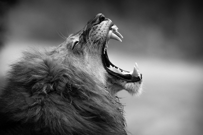Close-up of a lion yawning with sharp teeth