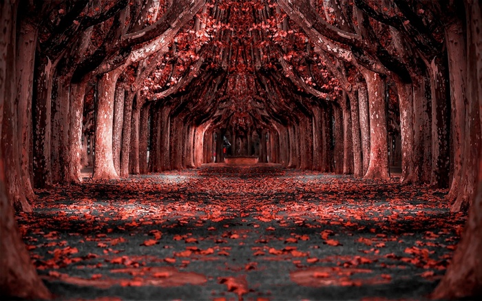 Red leaves cover a path through a dark forest