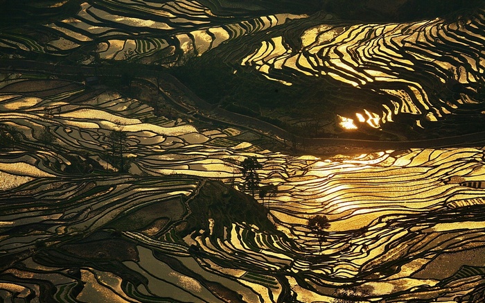 Golden terraced rice fields in China at sunset