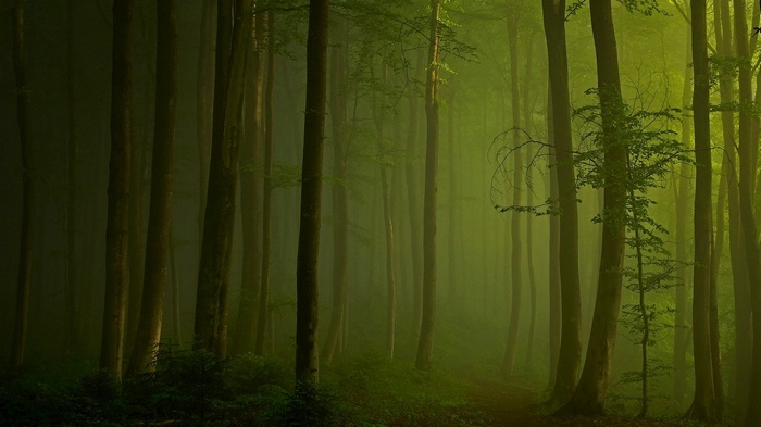 Misty forest with sunlight filtering through trees