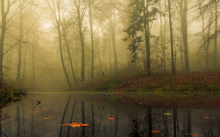 Misty forest with a calm lake and reflections