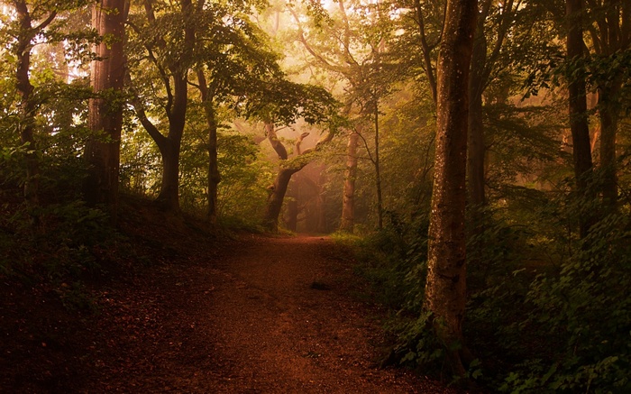 Misty forest path with sunlight filtering through trees