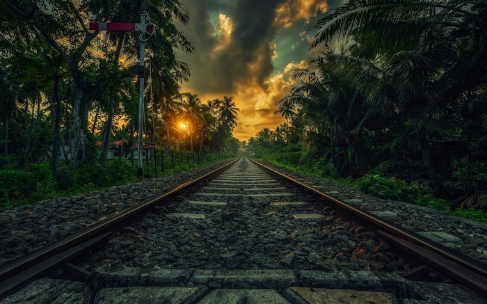 Railway in Sri Lanka at sunset with palm trees