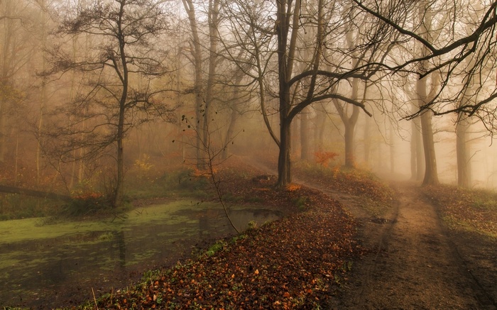Misty forest path with pond in autumn