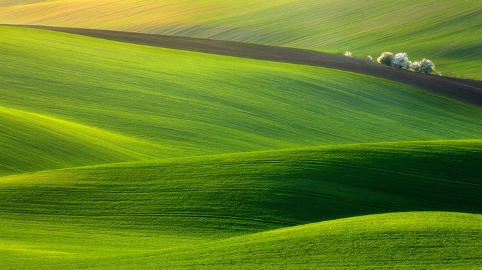 Rolling green hills and fields with trees