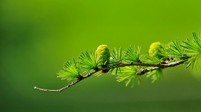 Close-up of a pine cone on a green branch