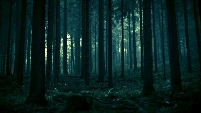 Dark forest with tall spruce trees