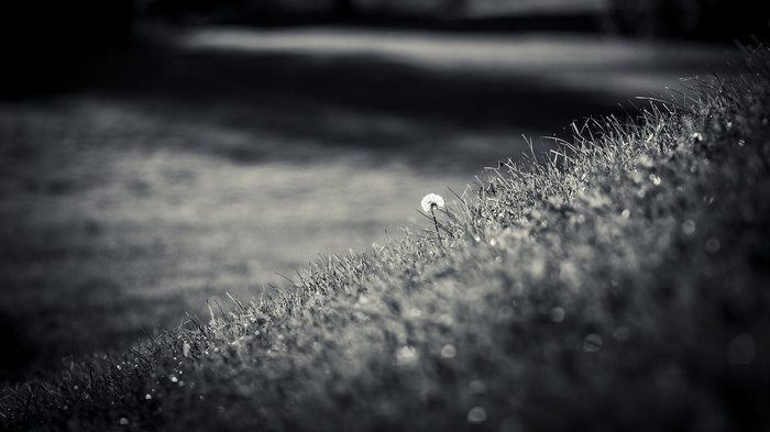 Monochrome dandelion on a grassy hill with bokeh