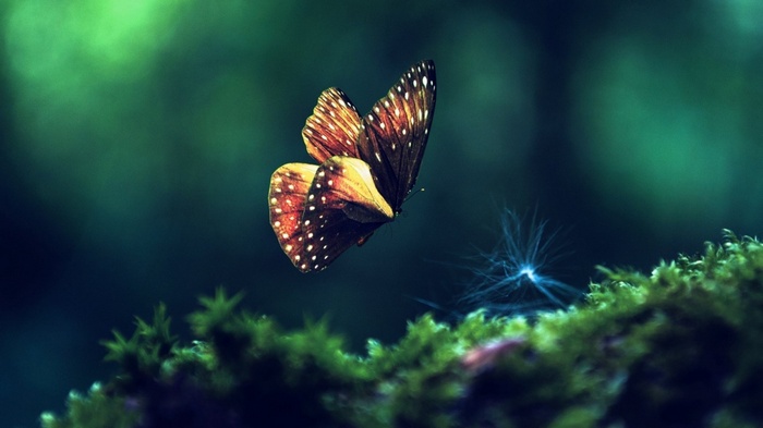 Butterfly on moss with glowing plant