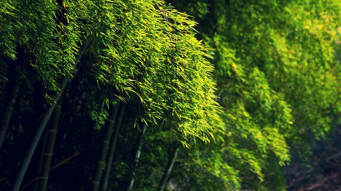 Green bamboo forest with sunlight