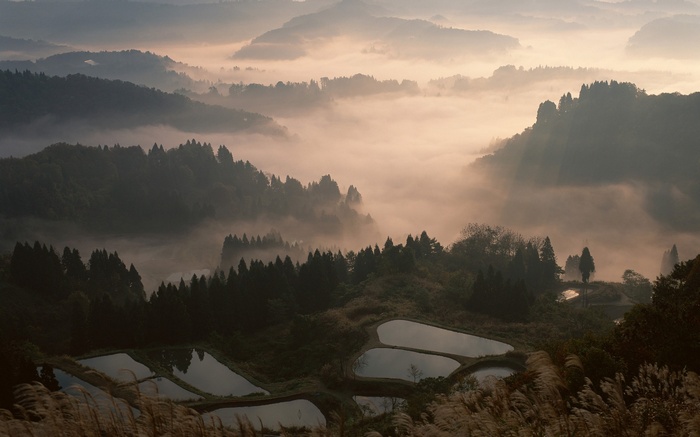 Terraced rice paddies in a misty Japanese valley at sunrise