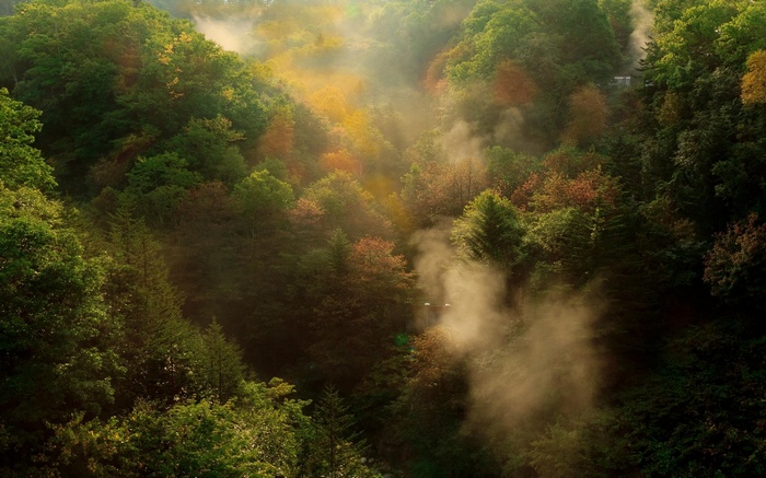 Misty forest with sunlight filtering through trees