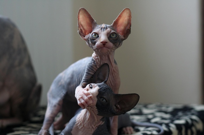 Two Sphynx cats interacting