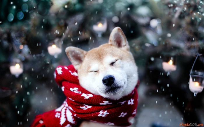 Shiba Inu dog wearing a red scarf in the snow