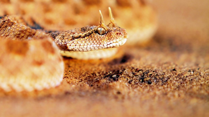 Horned viper snake on sand