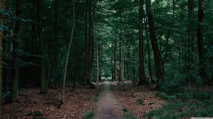 A path through a dark, green forest