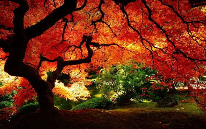 Japanese maple tree with red leaves in autumn