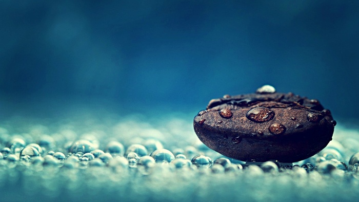 Macro photography of coffee bean with water drops