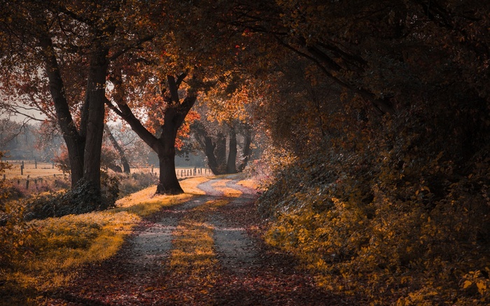 Autumn path through trees with fallen leaves