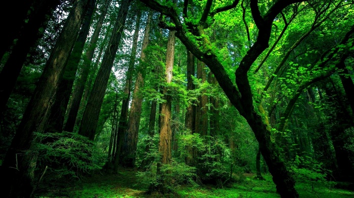 Tall trees in a dense green forest