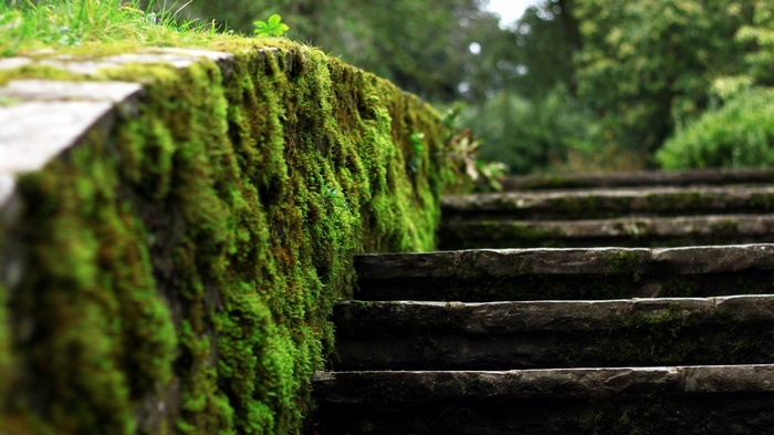 Stone steps covered in moss with a blurred forest background