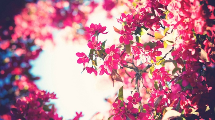 Pink flowers blooming on a tree branch