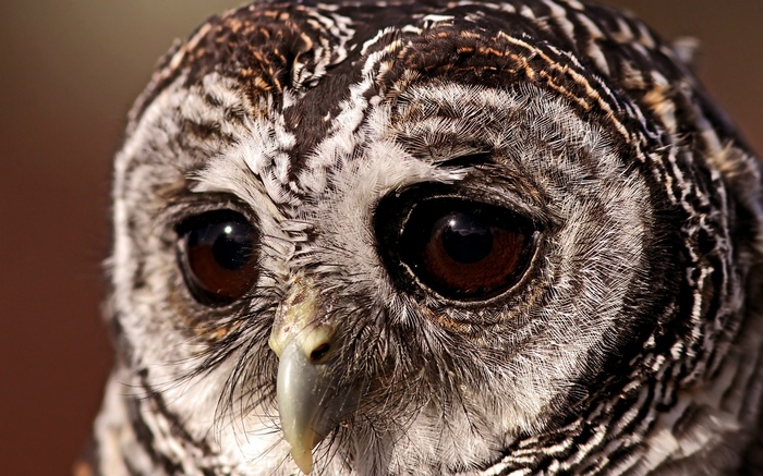 Close-up of a barred owl's face