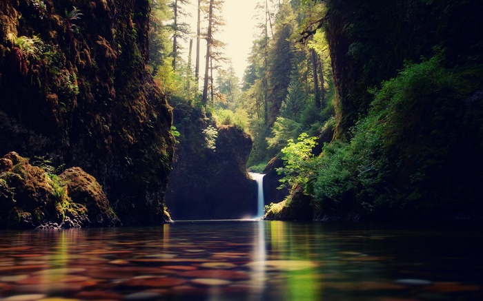 Waterfall in a mossy canyon with a forest above
