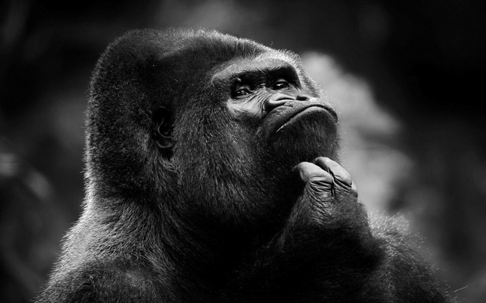 Gorilla thinking with hand on chin