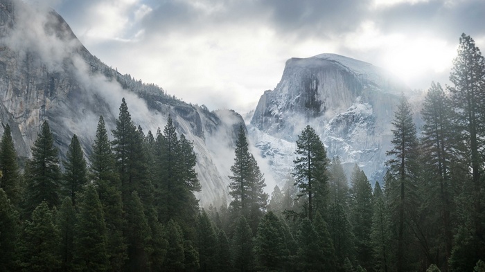 Misty mountains and pine trees in Yosemite