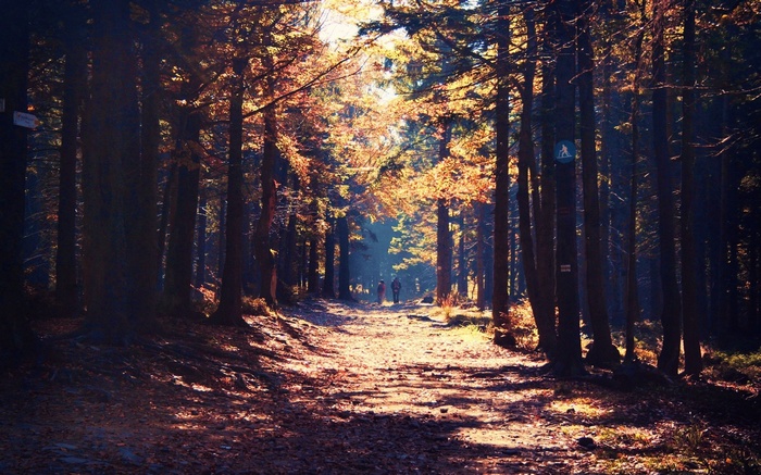 People walking on a path in a sunlit forest