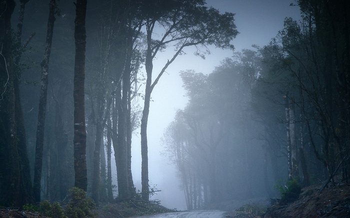Misty forest road in Chile