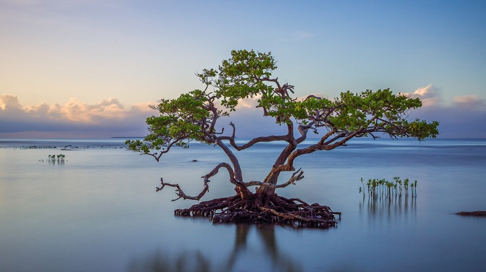 Mangrove tree with exposed roots in calm water at sunrise