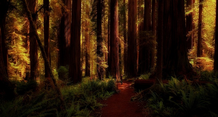 Redwood forest with a path and ferns