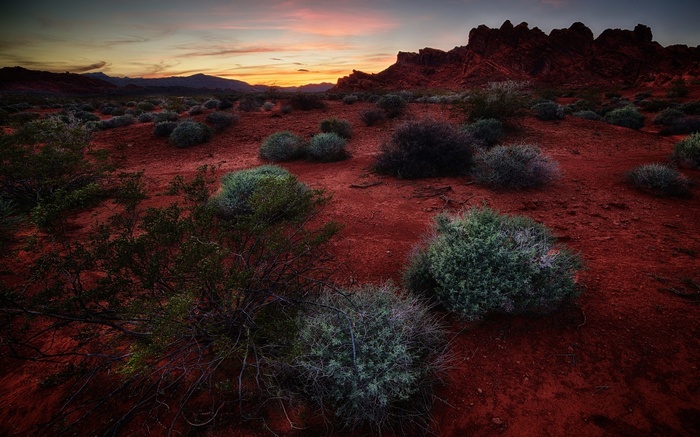 Red desert landscape with shrubs and rock formations at sunset