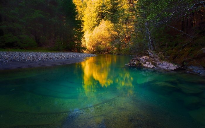Turquoise river flowing through a sunlit forest