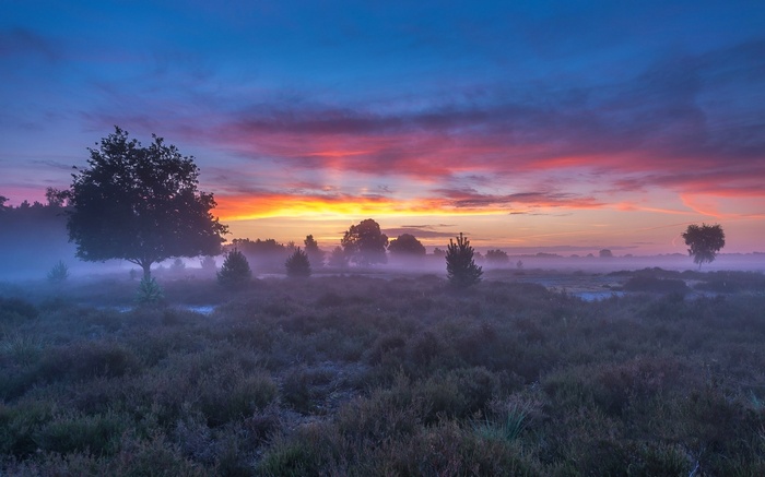 Misty field with trees at sunrise