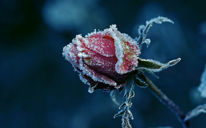 A red rose covered in frost in close-up