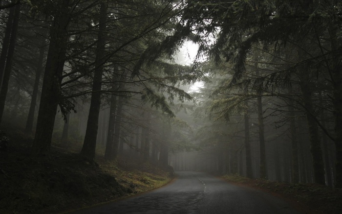A misty road through a dark forest